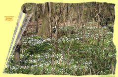 Frühlingserwachen im Drigger Wald (Rügen) 2009