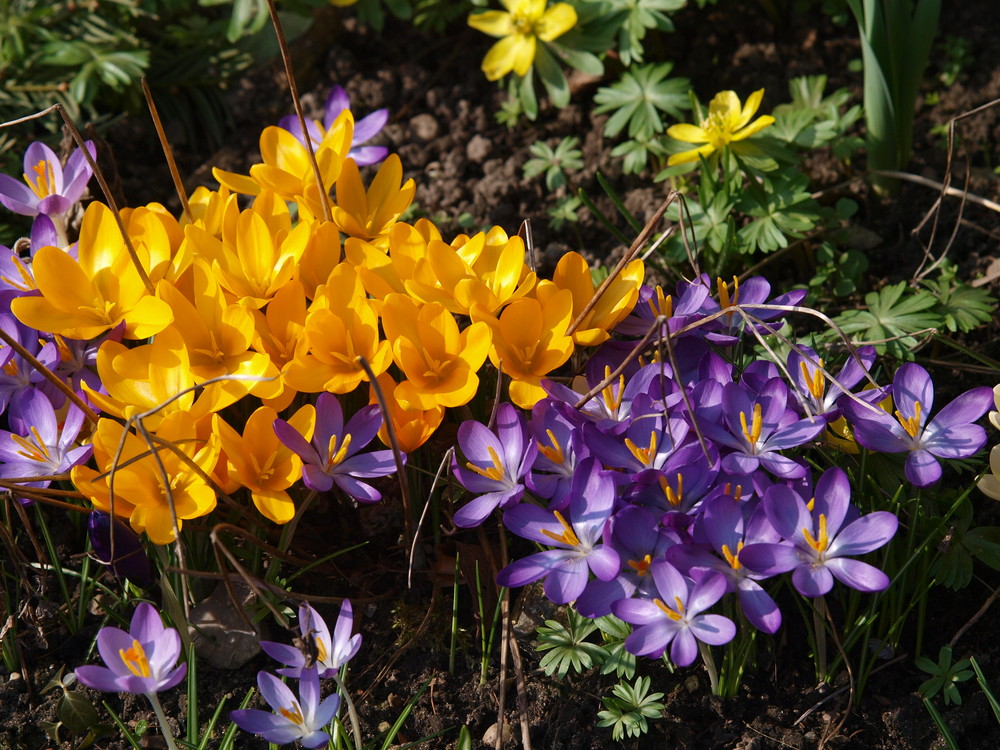 Frühlingserwachen im eigenen Garten.