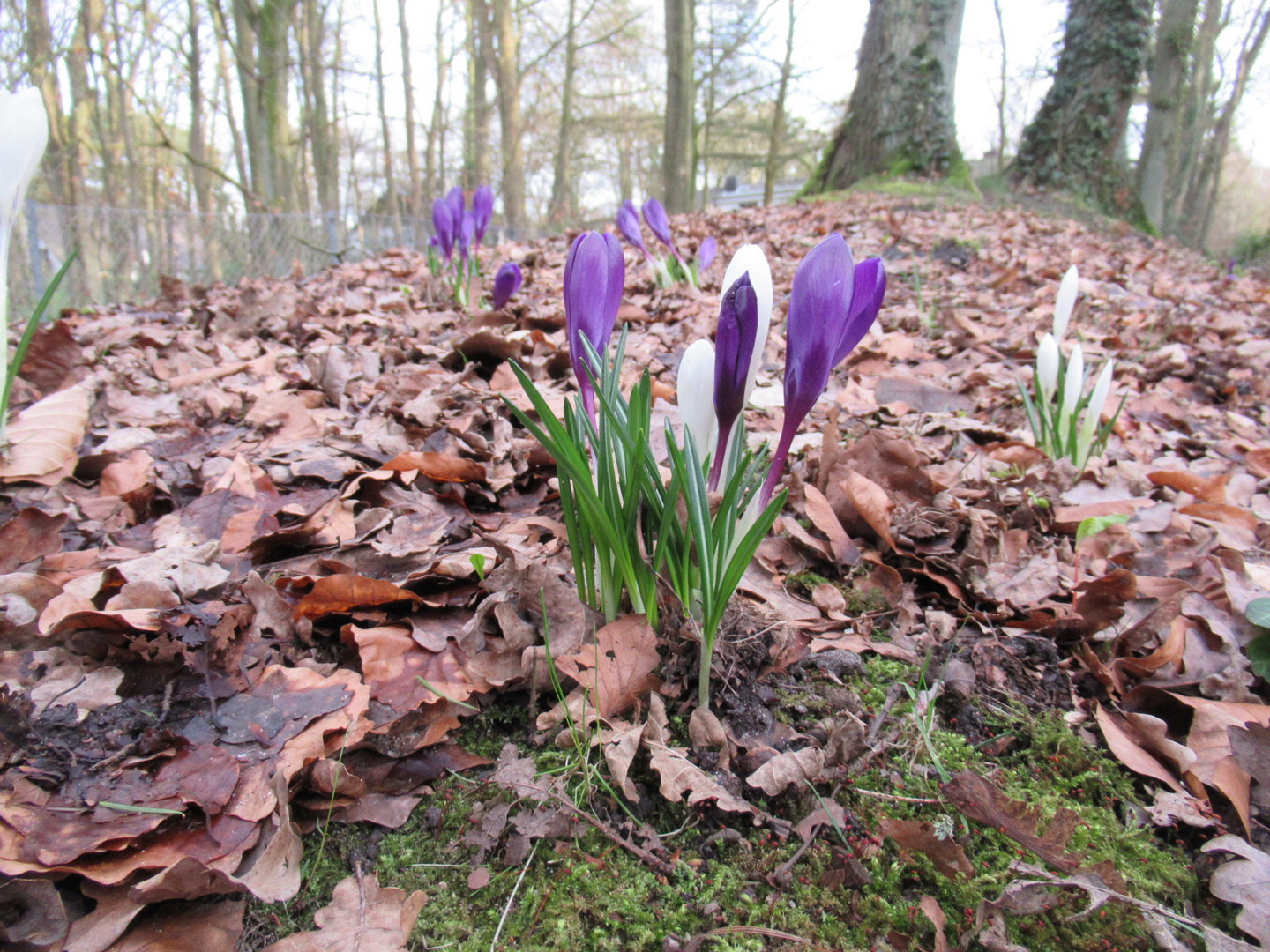 Frühlingserwachen im Februar