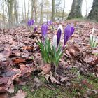 Frühlingserwachen im Februar