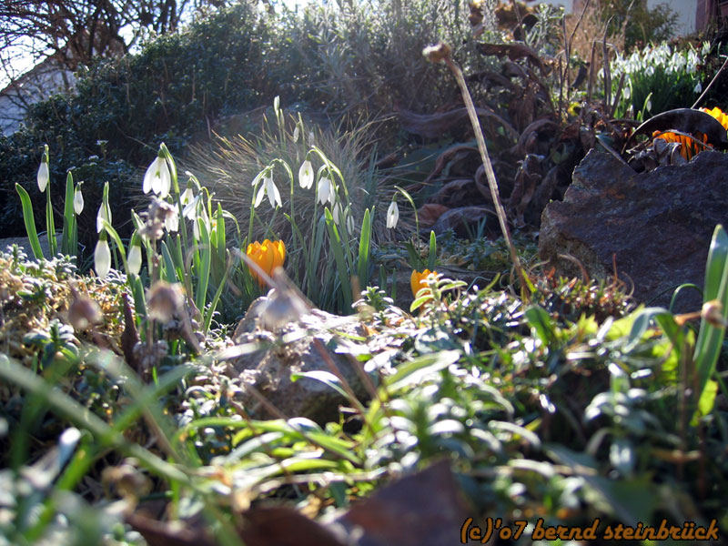 Frühlingserwachen im Februar