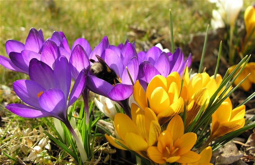 Frühlingserwachen im Garten