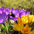 Frühlingserwachen im Garten