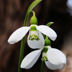 Frühlingserwachen im Garten