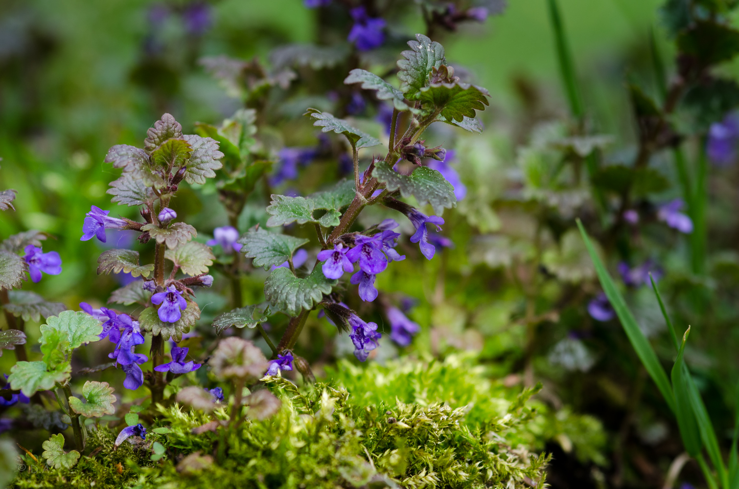 Frühlingserwachen im Garten