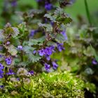 Frühlingserwachen im Garten