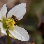 Frühlingserwachen im Garten