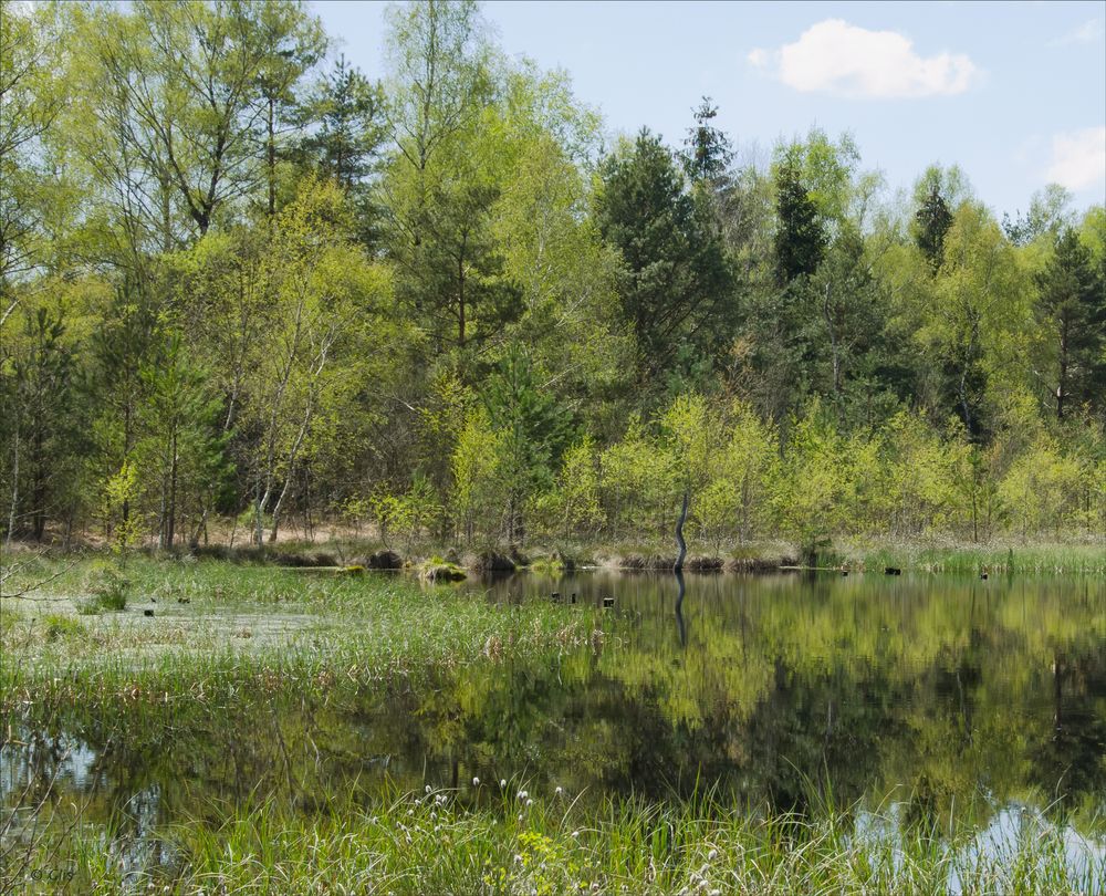 Frühlingserwachen im Haspelmoor