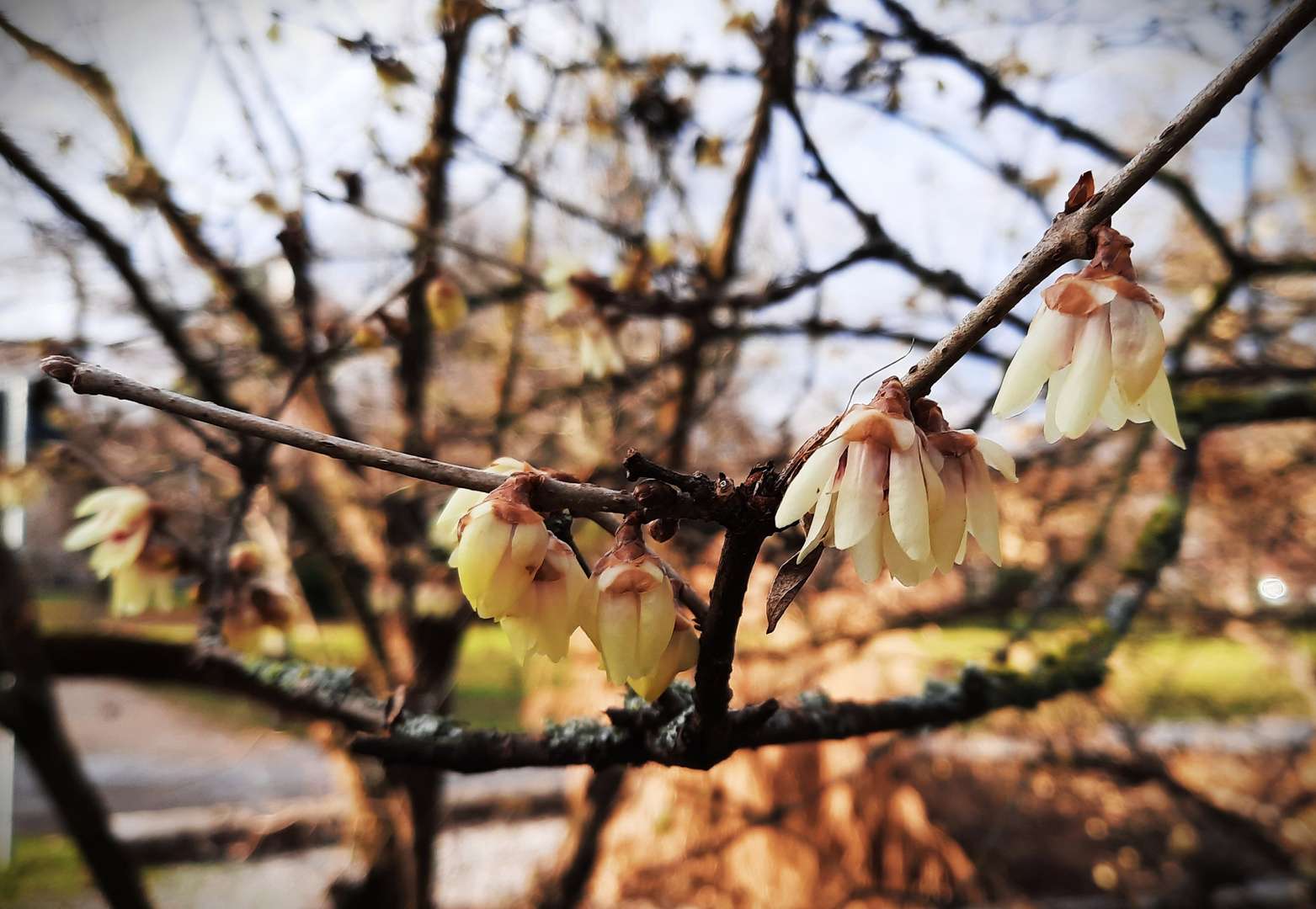 Frühlingserwachen im Januar