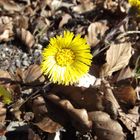 Frühlingserwachen im Kleinlüderer Wald