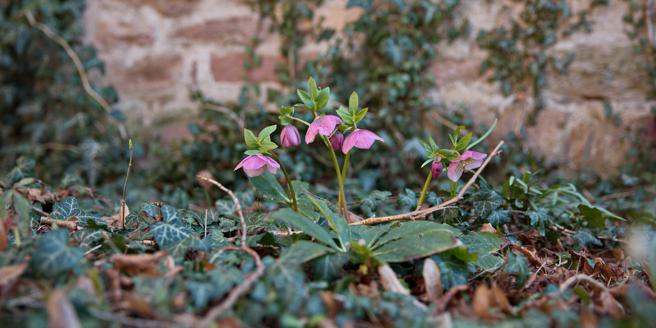 Frühlingserwachen im Klostergarten Drübeck/Harz