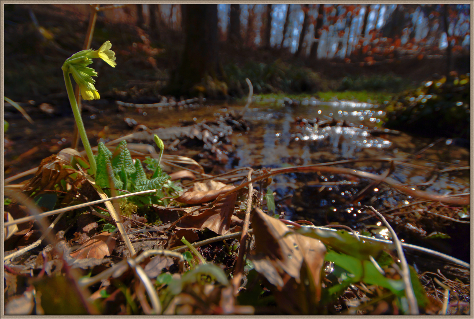 Frühlingserwachen im Märzwald