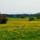 frühlingserwachen  im oberland