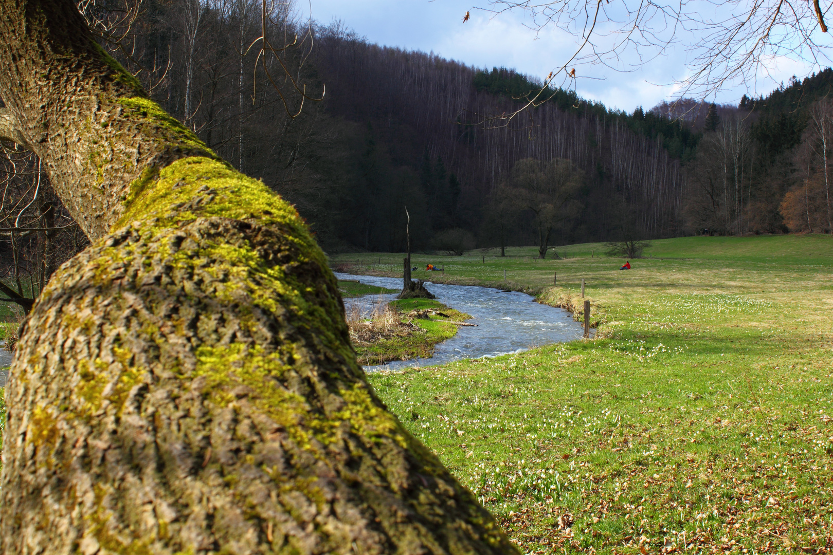 Frühlingserwachen im Polenztal