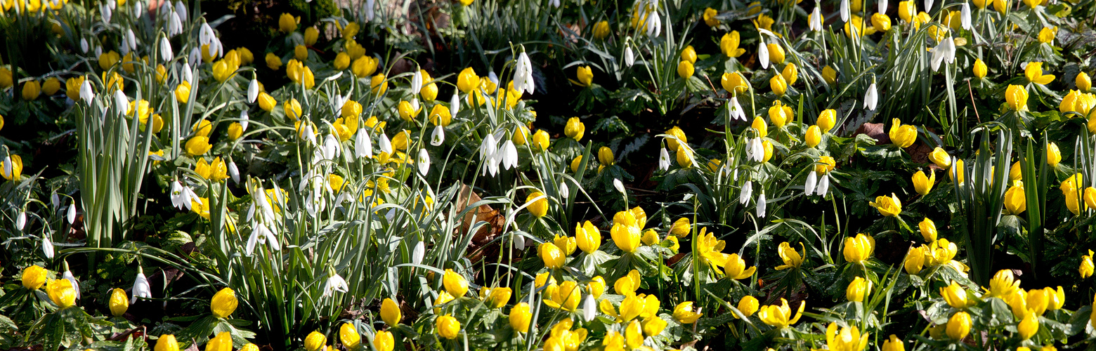 Frühlingserwachen im Schloßpark Ostrau