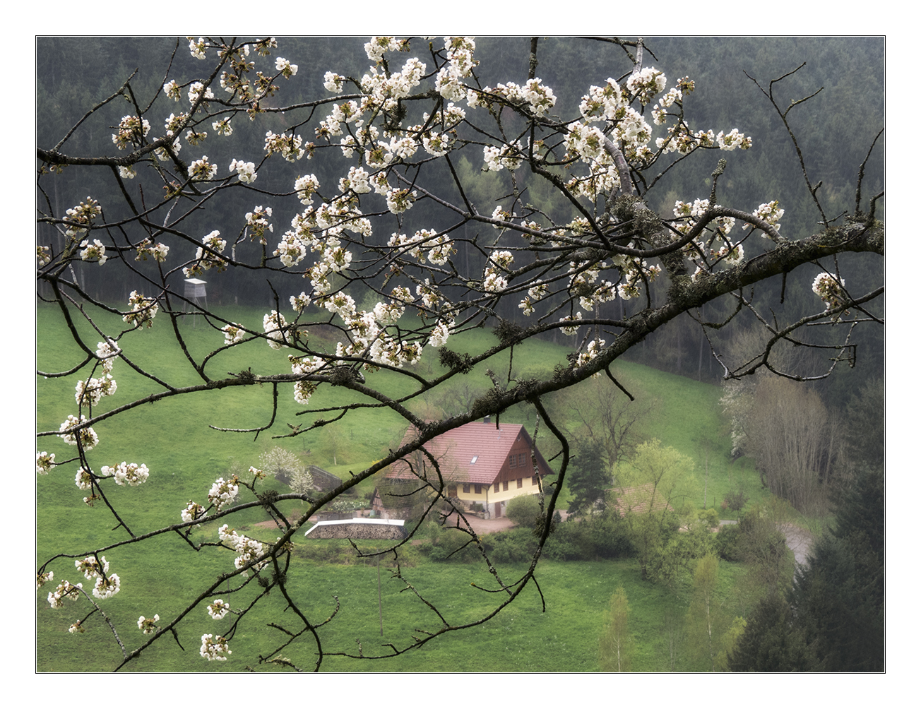 Frühlingserwachen im Schwarzwald