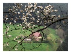 Frühlingserwachen im Schwarzwald