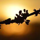 Frühlingserwachen im Sonnenuntergang