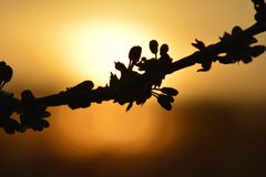 Frühlingserwachen im Sonnenuntergang