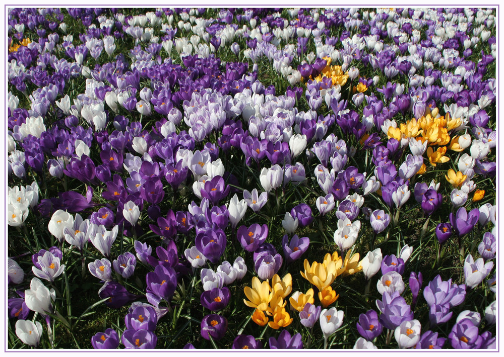 Frühlingserwachen im Stadtpark