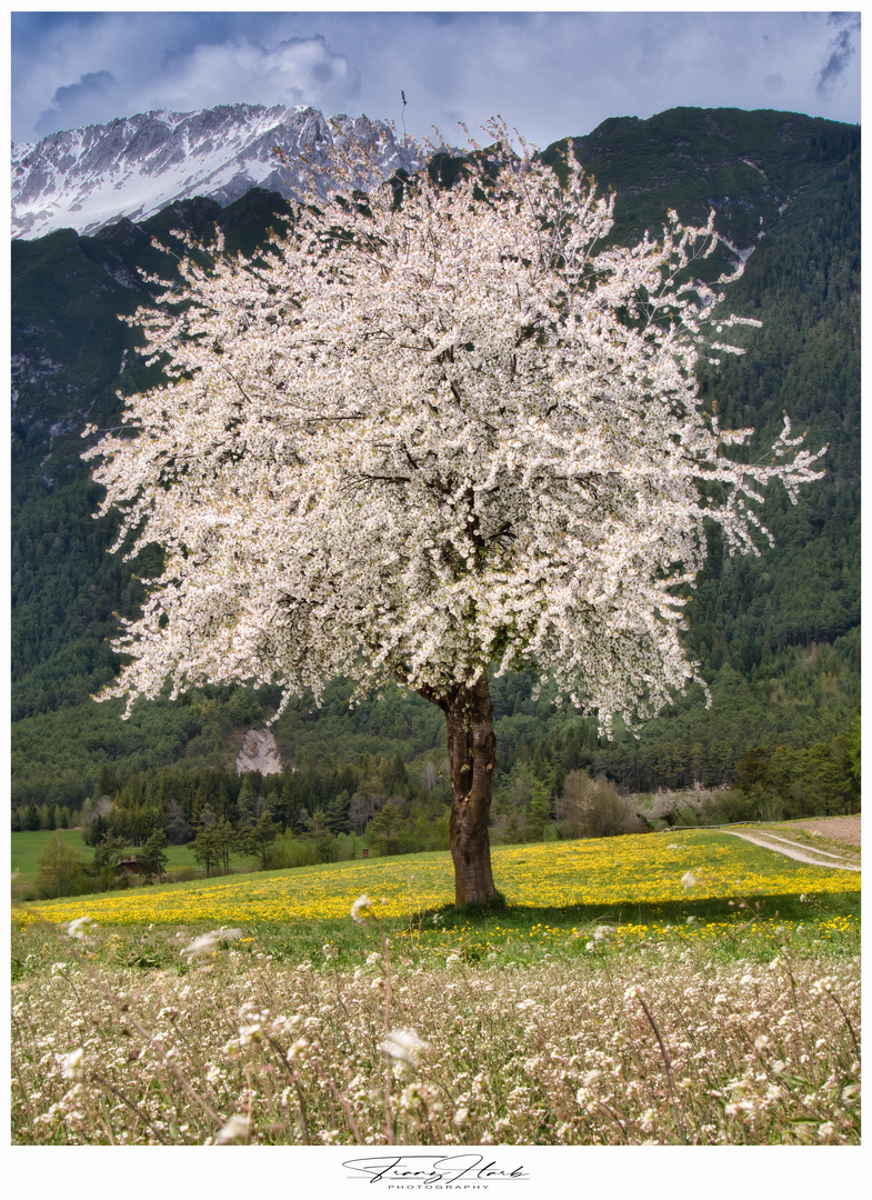 Frühlingserwachen im Tiroler Land 