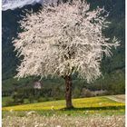 Frühlingserwachen im Tiroler Land 