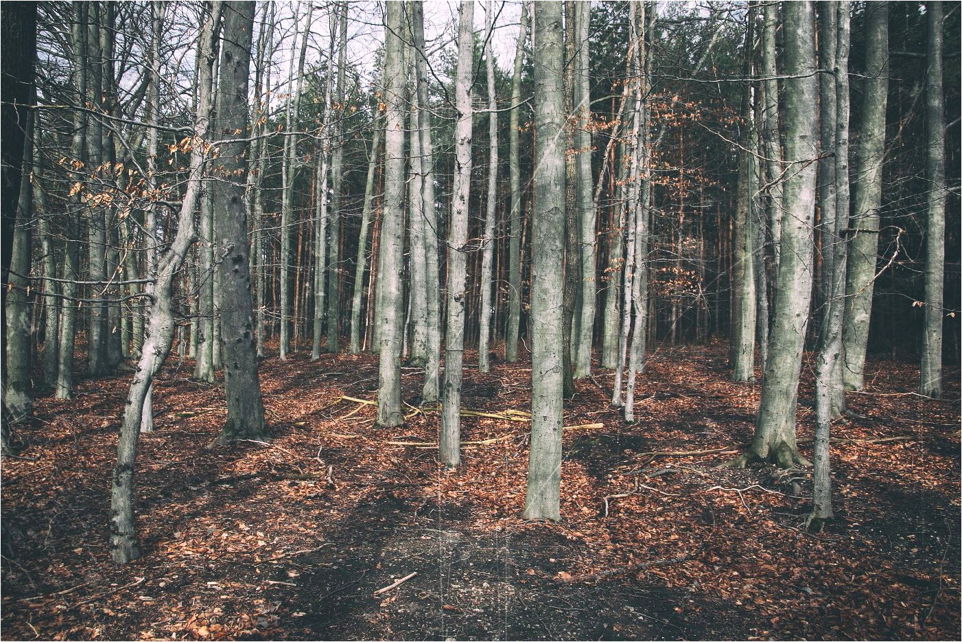 Frühlingserwachen im Wald