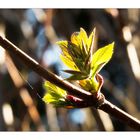 Frühlingserwachen im Wald