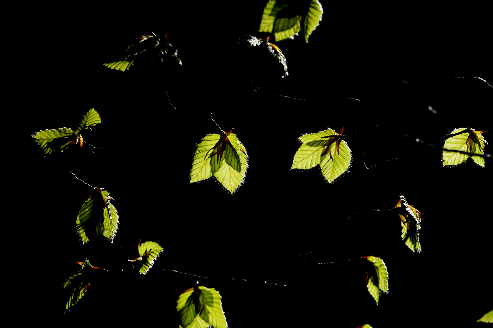 Frühlingserwachen im Wald (2)