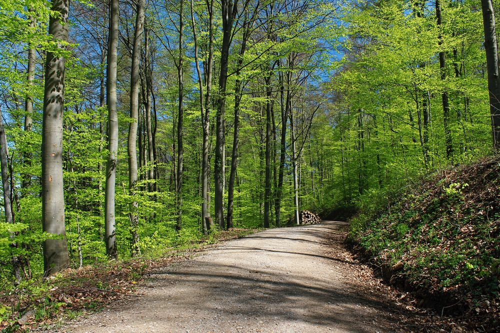 Frühlingserwachen im Wald