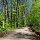 Frühlingserwachen im Wald