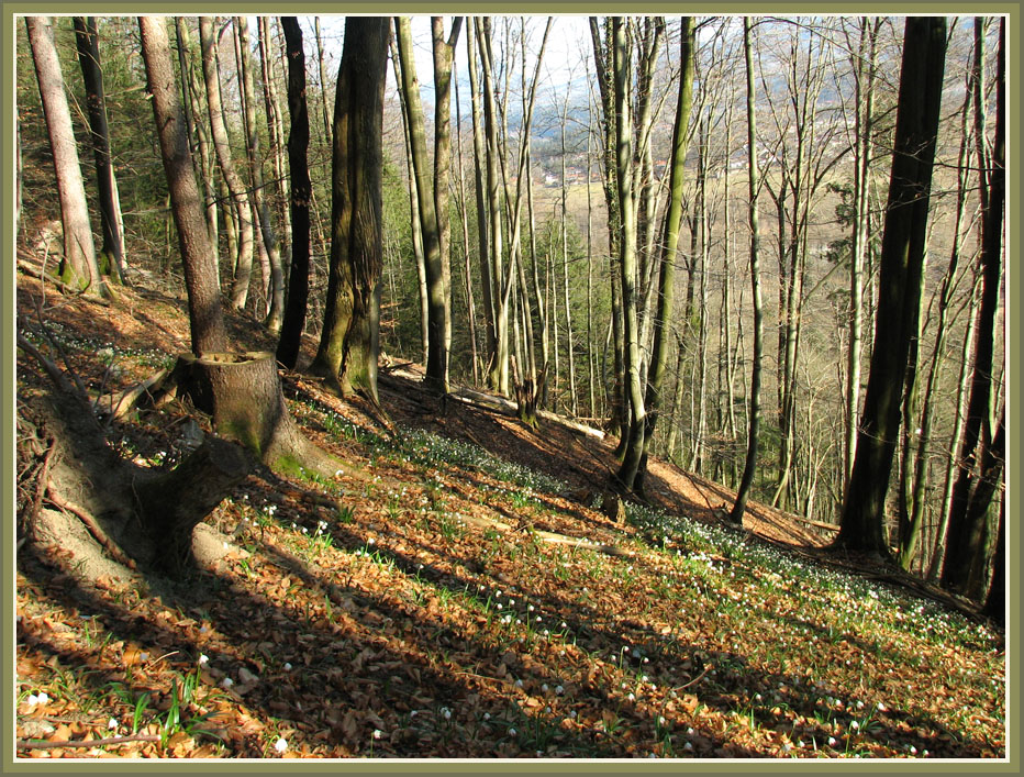 Frühlingserwachen im Wald