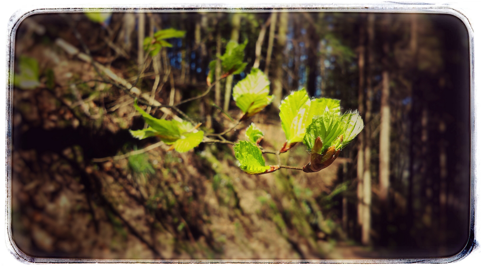 Frühlingserwachen im Wald