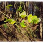 Frühlingserwachen im Wald