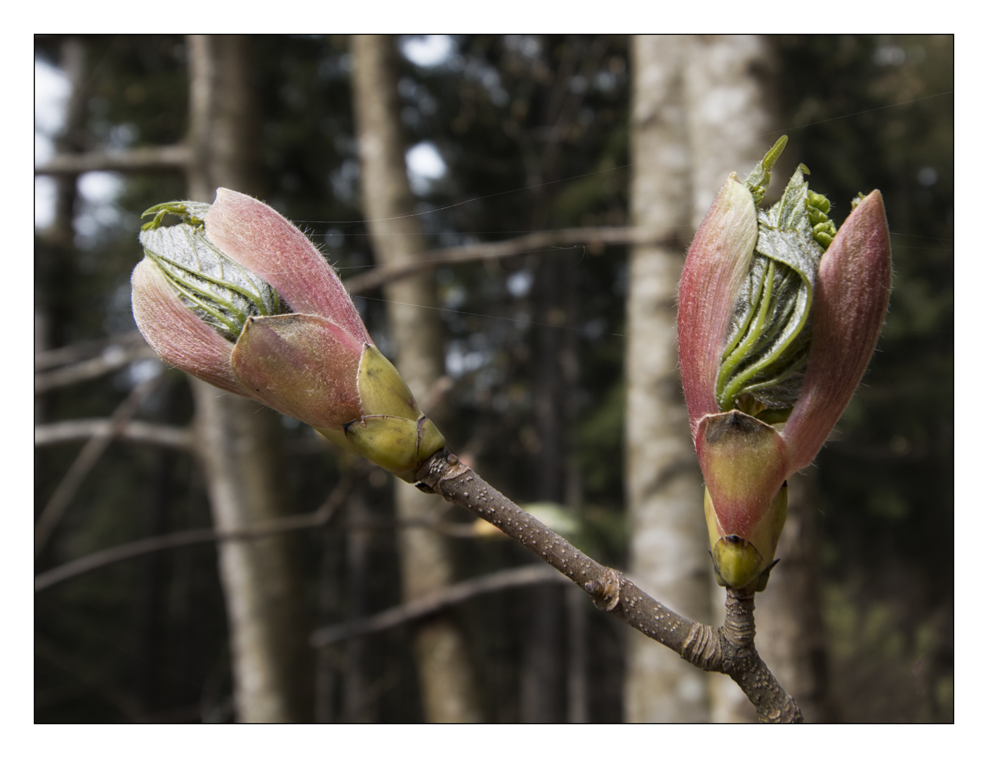 Frühlingserwachen im Wald