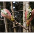 Frühlingserwachen im Wald