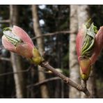 Frühlingserwachen im Wald