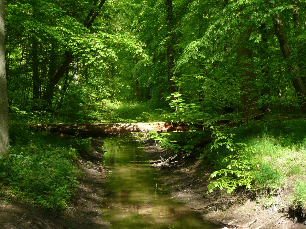 Frühlingserwachen im Wald