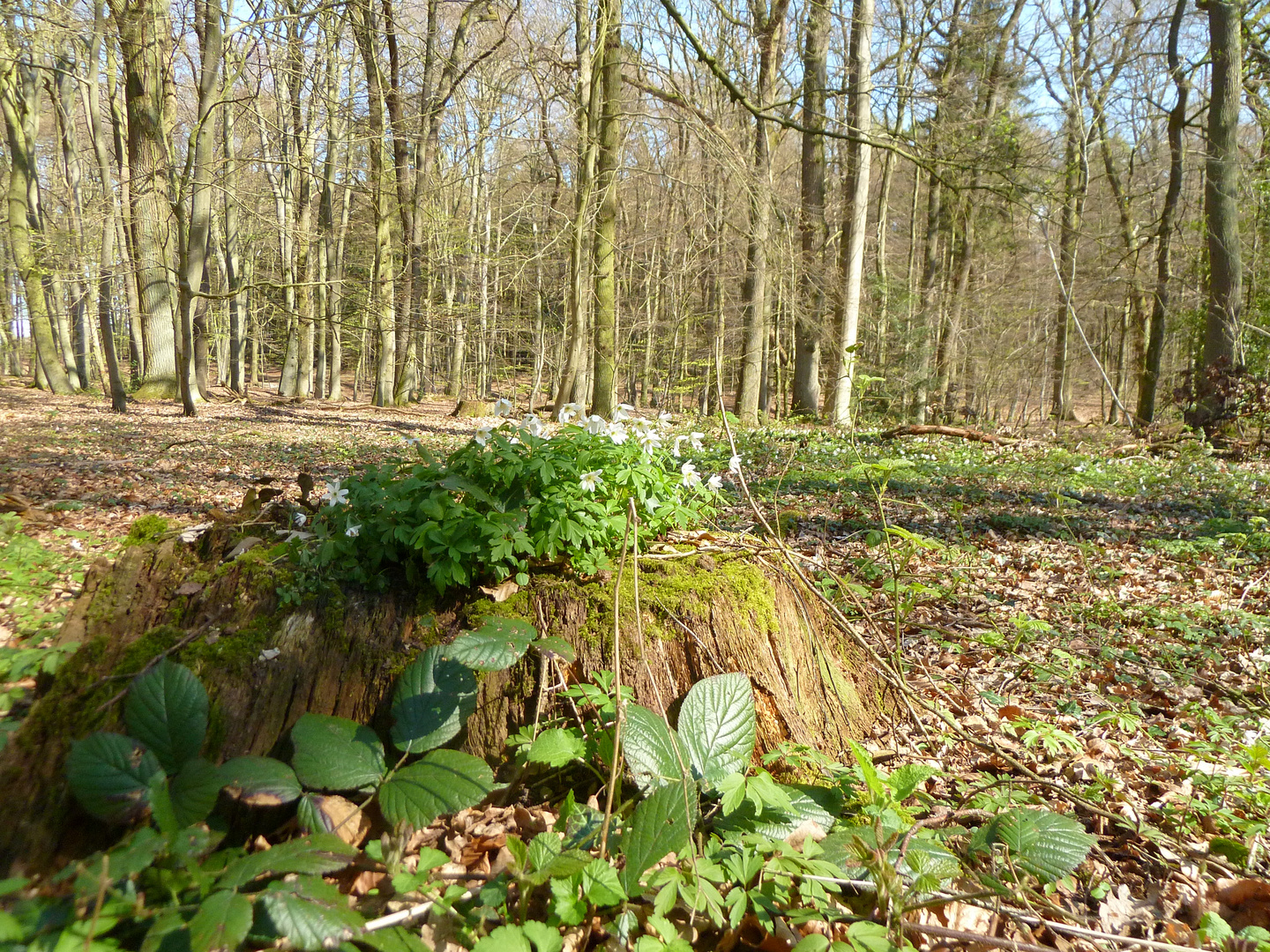 Frühlingserwachen im Wald