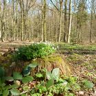 Frühlingserwachen im Wald