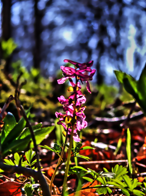 Frühlingserwachen im Wald