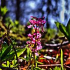 Frühlingserwachen im Wald