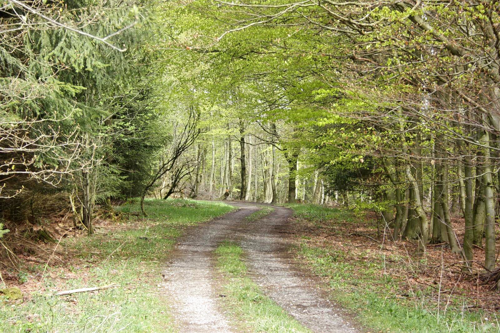 Frühlingserwachen im Wald