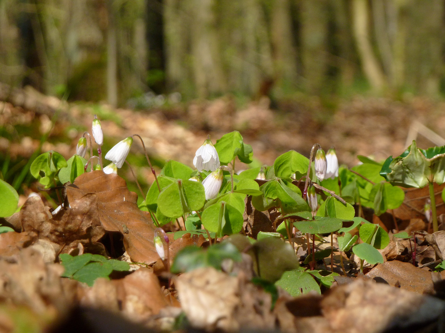 Frühlingserwachen im Wald II