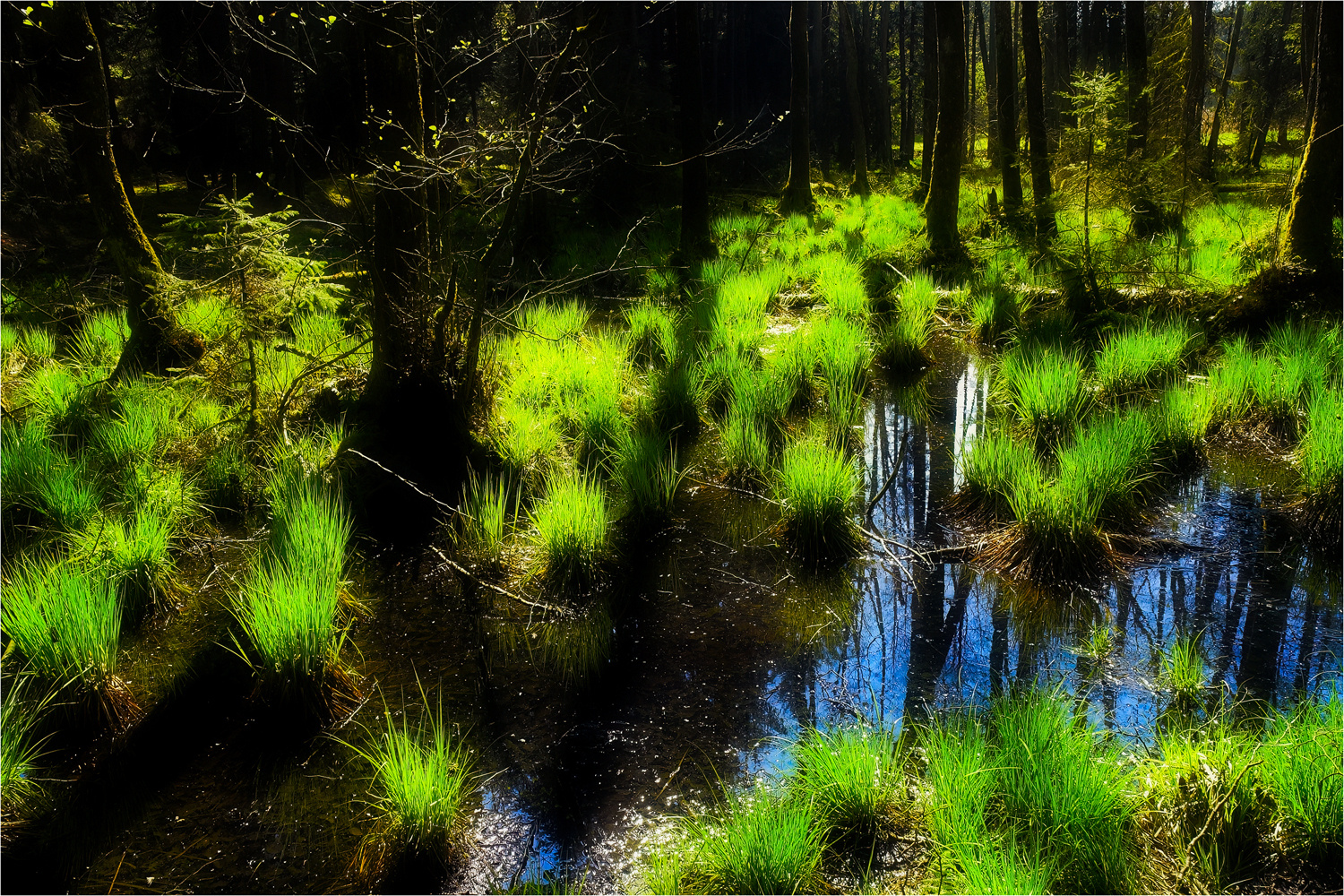 Frühlingserwachen im Waldtümpel