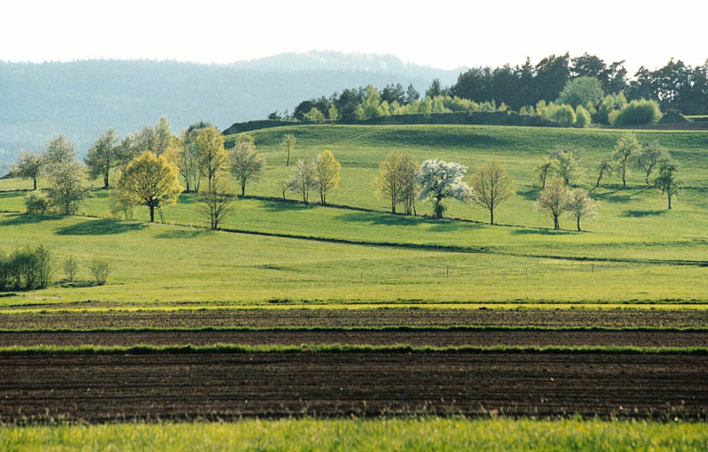 Frühlingserwachen im Waldviertel (Österreich)