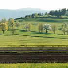 Frühlingserwachen im Waldviertel (Österreich)