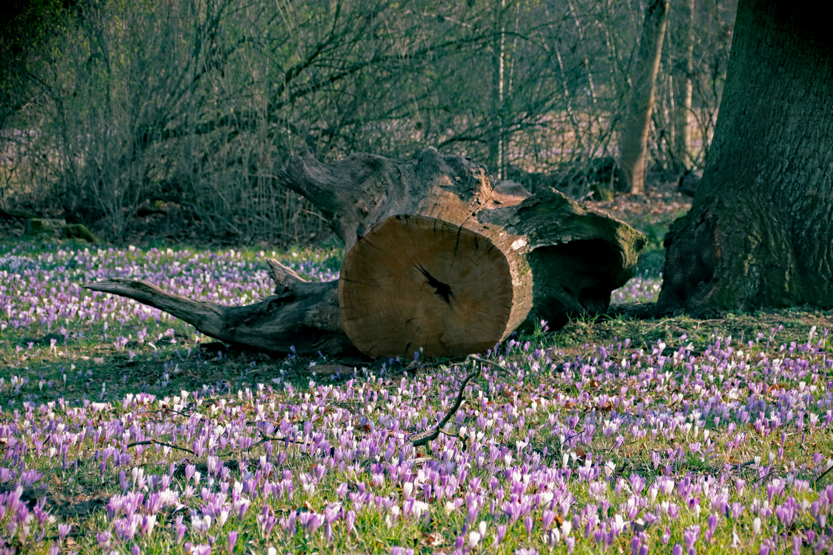 Frühlingserwachen im Wörlitzer Gartenreich