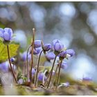 Frühlingserwachen in blau