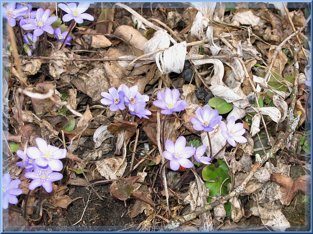 Frühlingserwachen in den Alpen